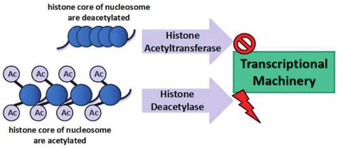 deacetylation of histones|does acetylation increase transcription.